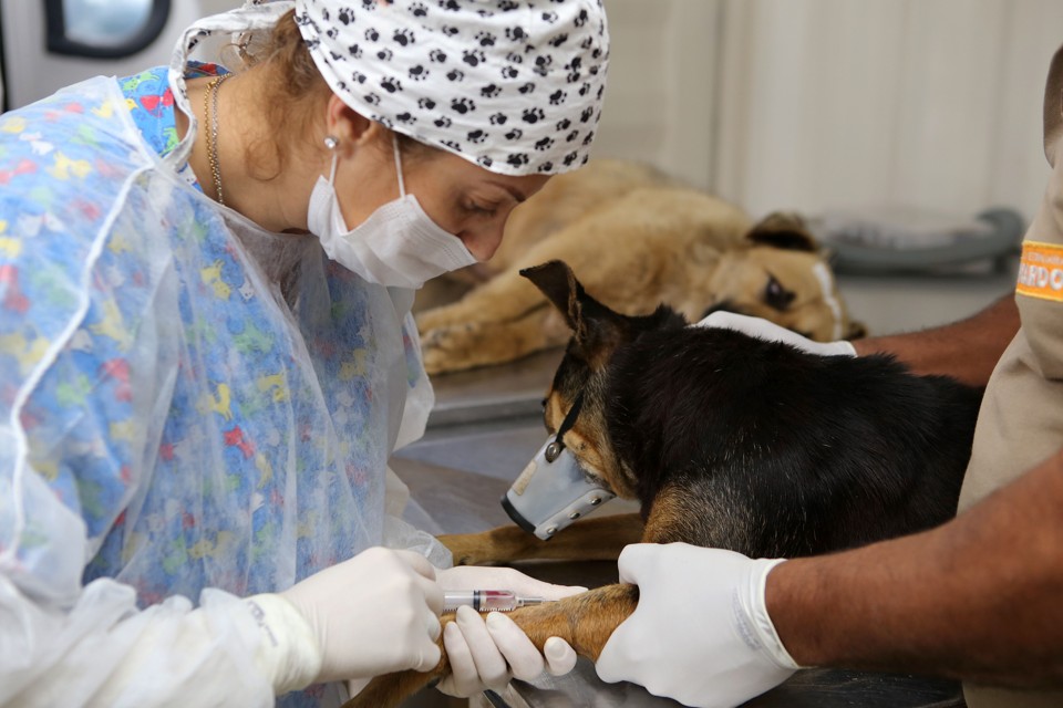 Médica veterinária inicia cirurgia para castrar cachorro: prefeitura quer chegar a 15 mil esterilizações por ano. | Cesar Brustolin/SMCS