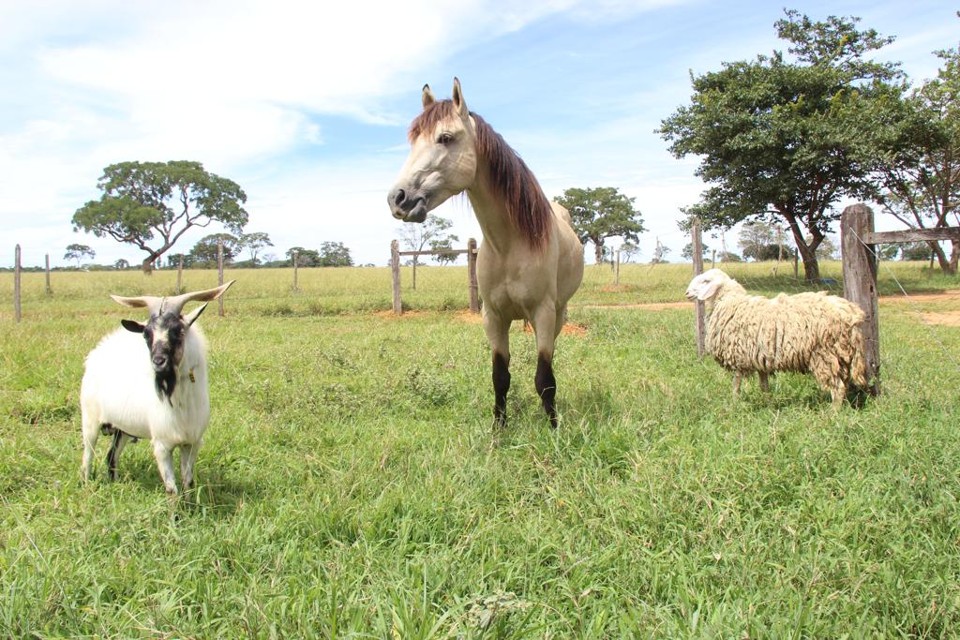 No caso dos animais, são 24 raças de 14 espécies diferentes, entre bovinos, equinos, caprinos, ovinos, abelhas e até tartaruga. | Divulgação/Embrapa