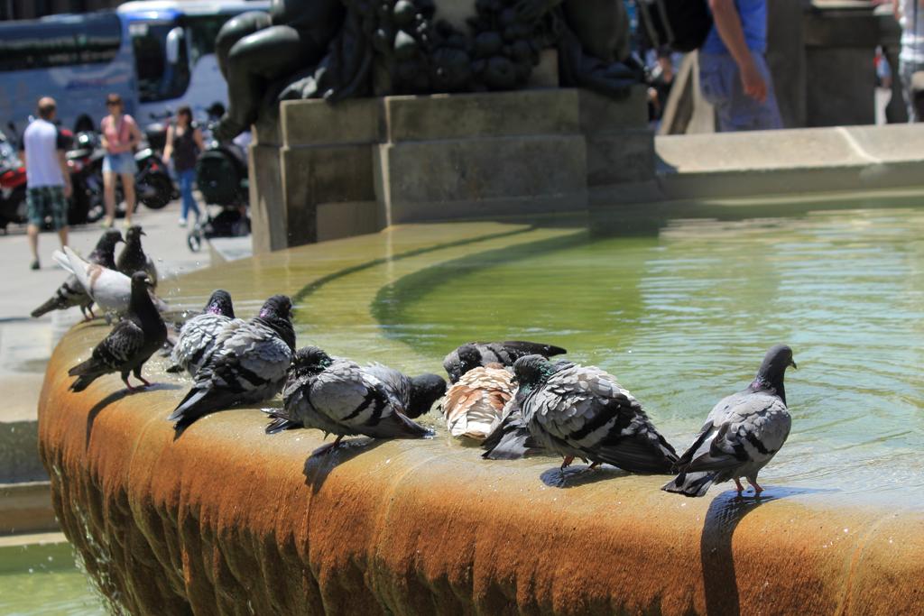 Nos últimos 20 anos, a população de pombas quase dobrou, em Barcelona | M. Peinado/Creative Commons