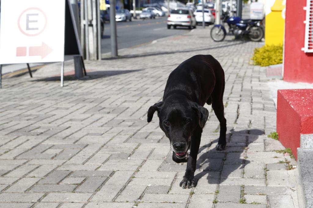 Projeto do deputado  Antonio Goulart dos Reis prevê punir quem maltratar animal com prisão por até cinco anos | Henry Milleo/Gazeta do Povo
