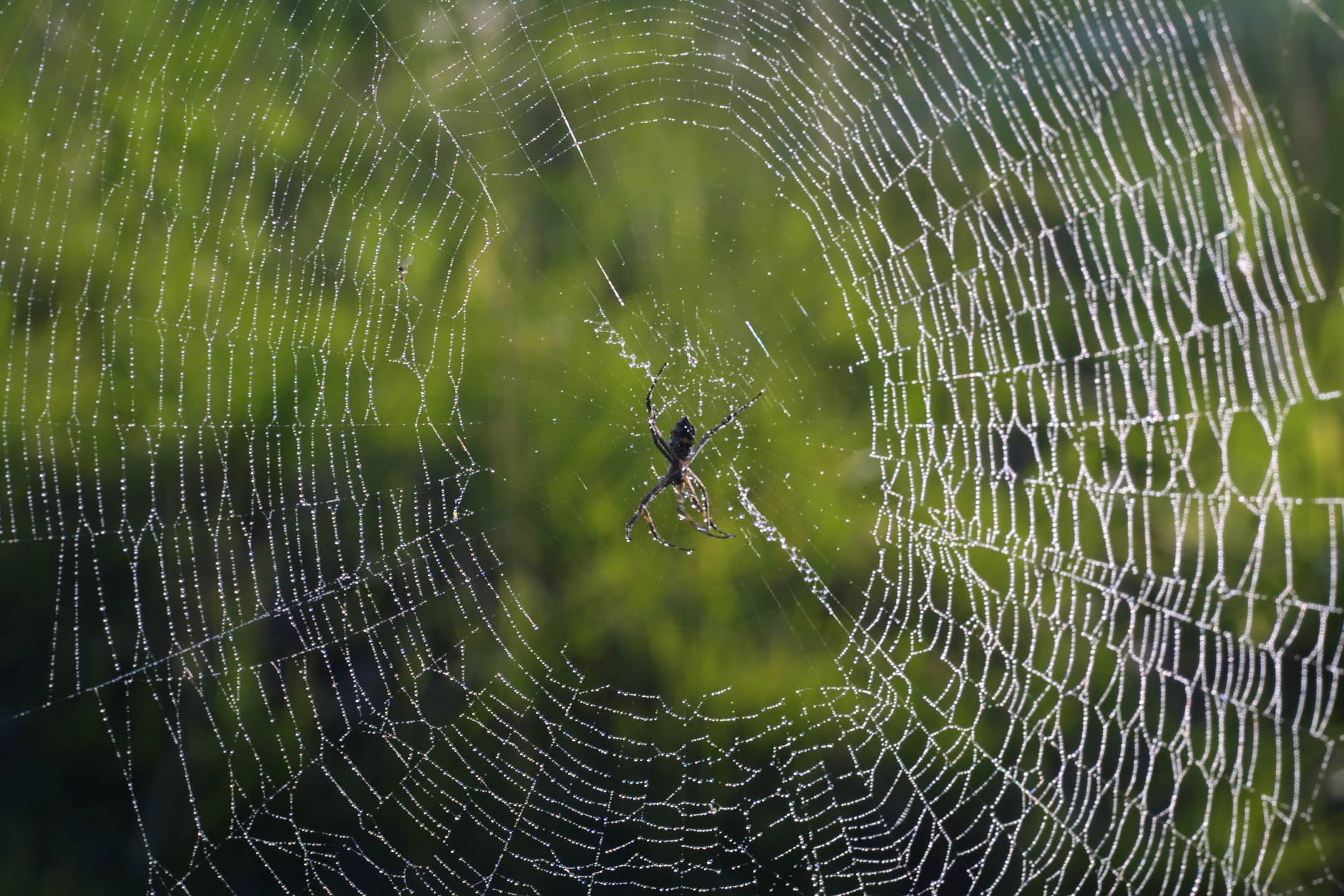 | Antonio Costa/Antonio Costa