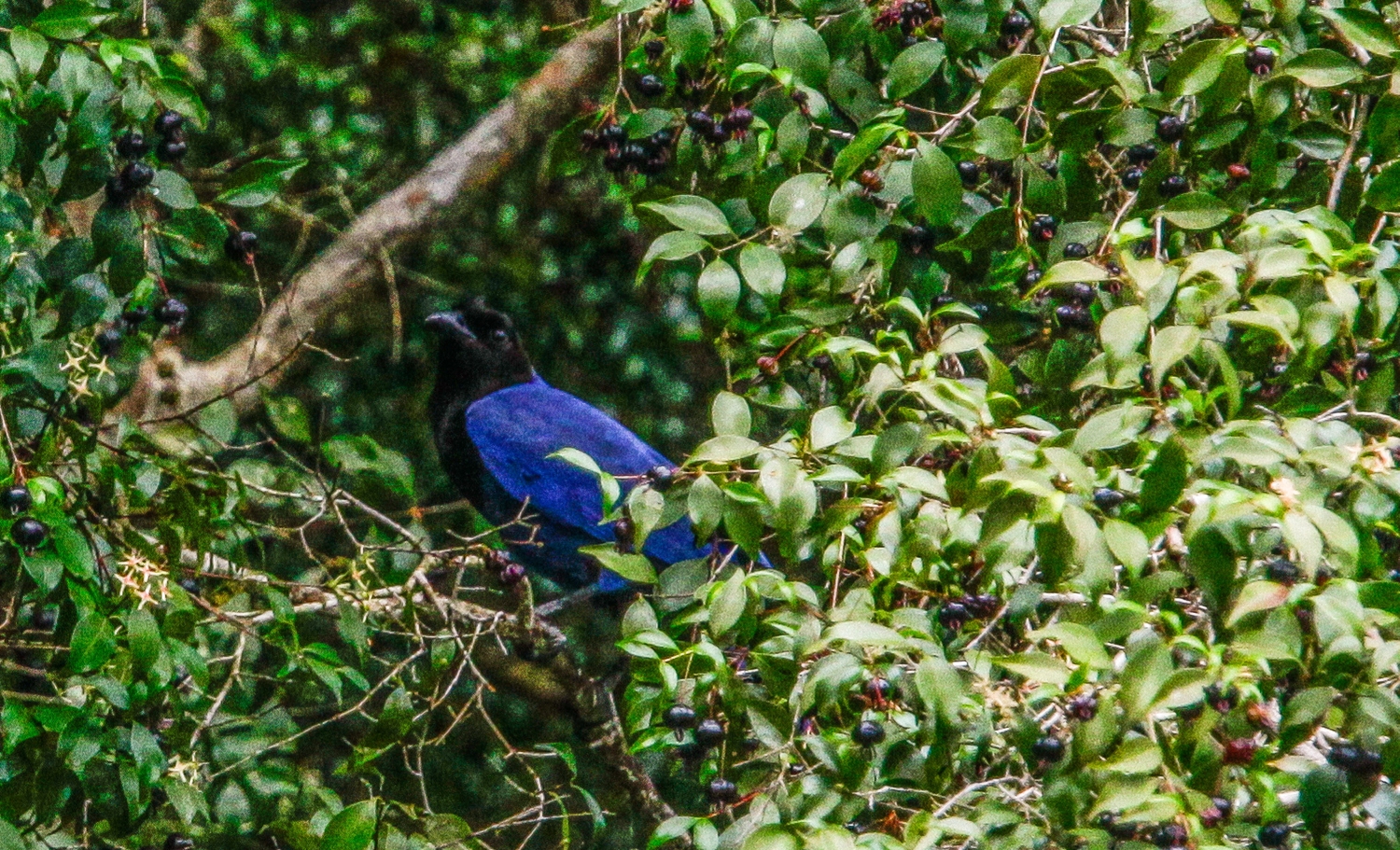  | Daniel Castellano/Gazeta do Povo