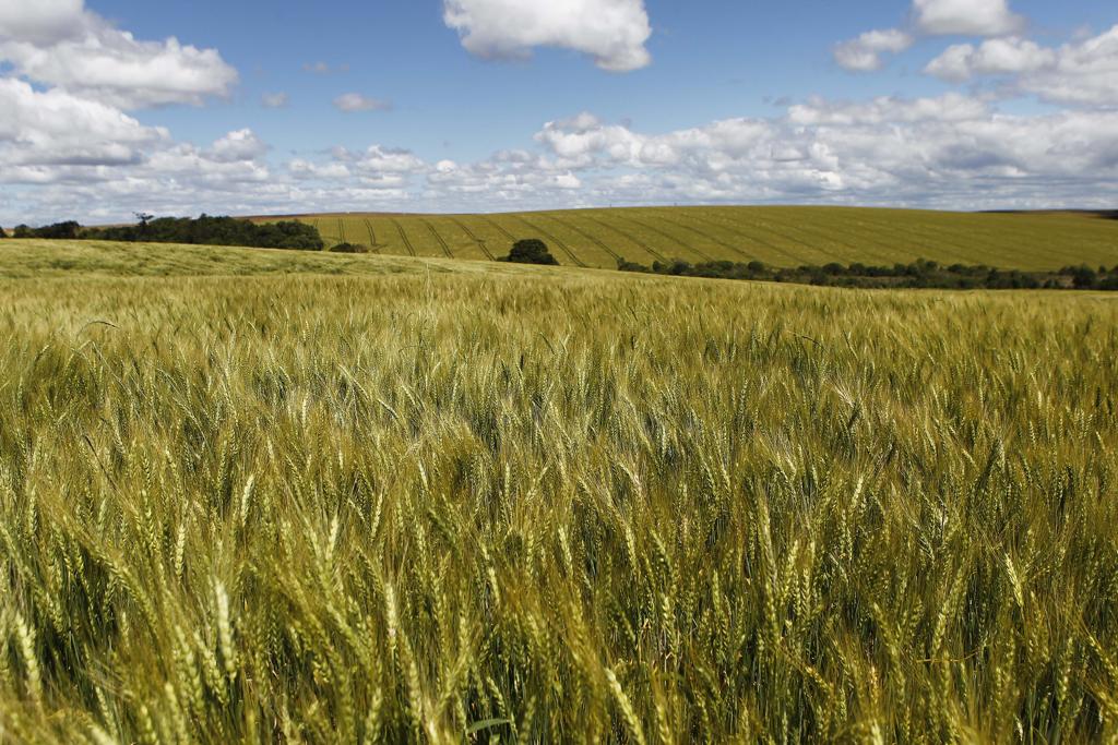 As pragas e doenças são causados por insetos e fungos que provocam grandes prejuízos na produção se não forem controlados. | Jonathan Campos/Gazeta do Povo