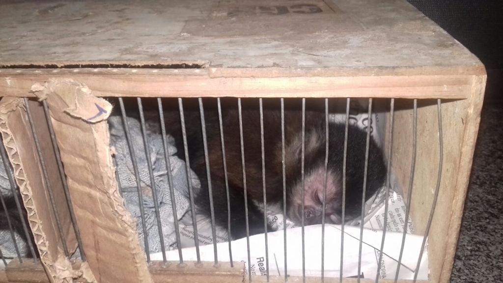 Animais estavam em caixas no bagageiro. | /Divulgação/PRF