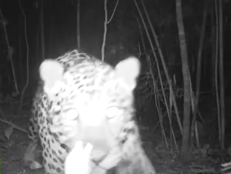 Onça-pintada de aparência jovem e saudável foi flagrada próxima do Parque Nacional do Iguaçu. | Divulgação/Fundação Grupo Boticário