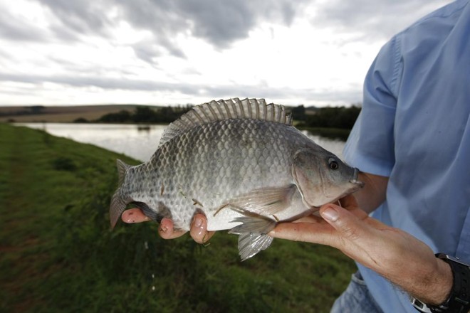 No início, o frigorífico vai processar 50 toneladas de peixe por dia, mas a capacidade é para até 150 toneladas. | Jonathan Campos/Gazeta do Povo