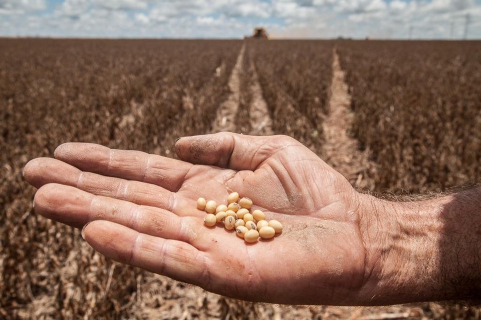 Equipe passou pelos principais polos de produção do maior produtor nacional de grãos. | Rodrigo Félix Leal/Gazeta do Povo