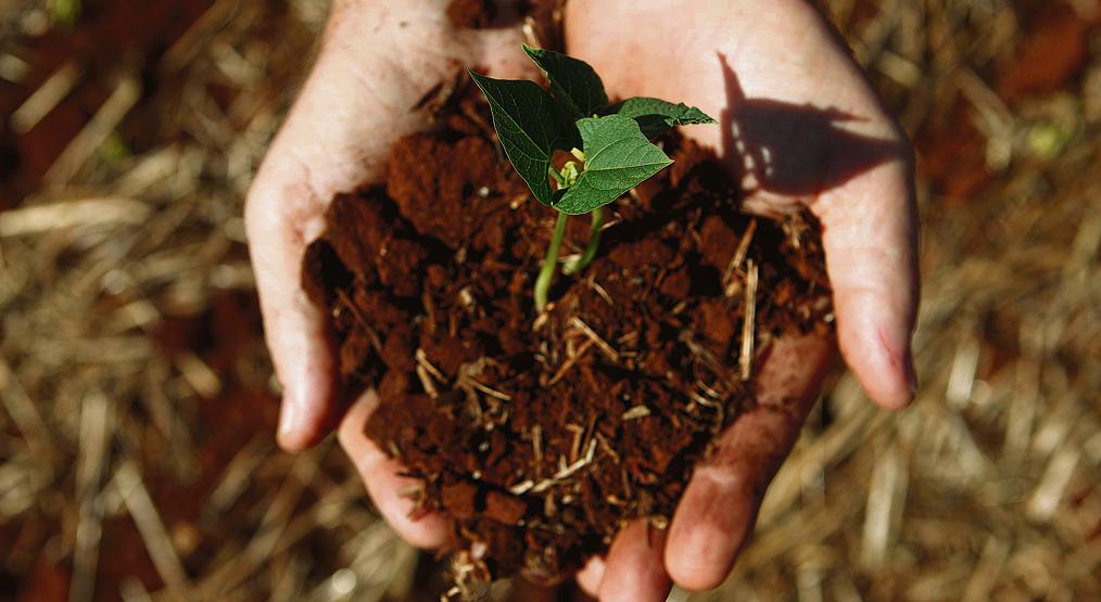 Primeira safra de feijão ainda está em fase de final de colheita, mas produtores que já tem o grão para comercializar estão com dificuldades para fechar seus negócios. | JONATHAN CAMPOS/JONATHAN CAMPOS
