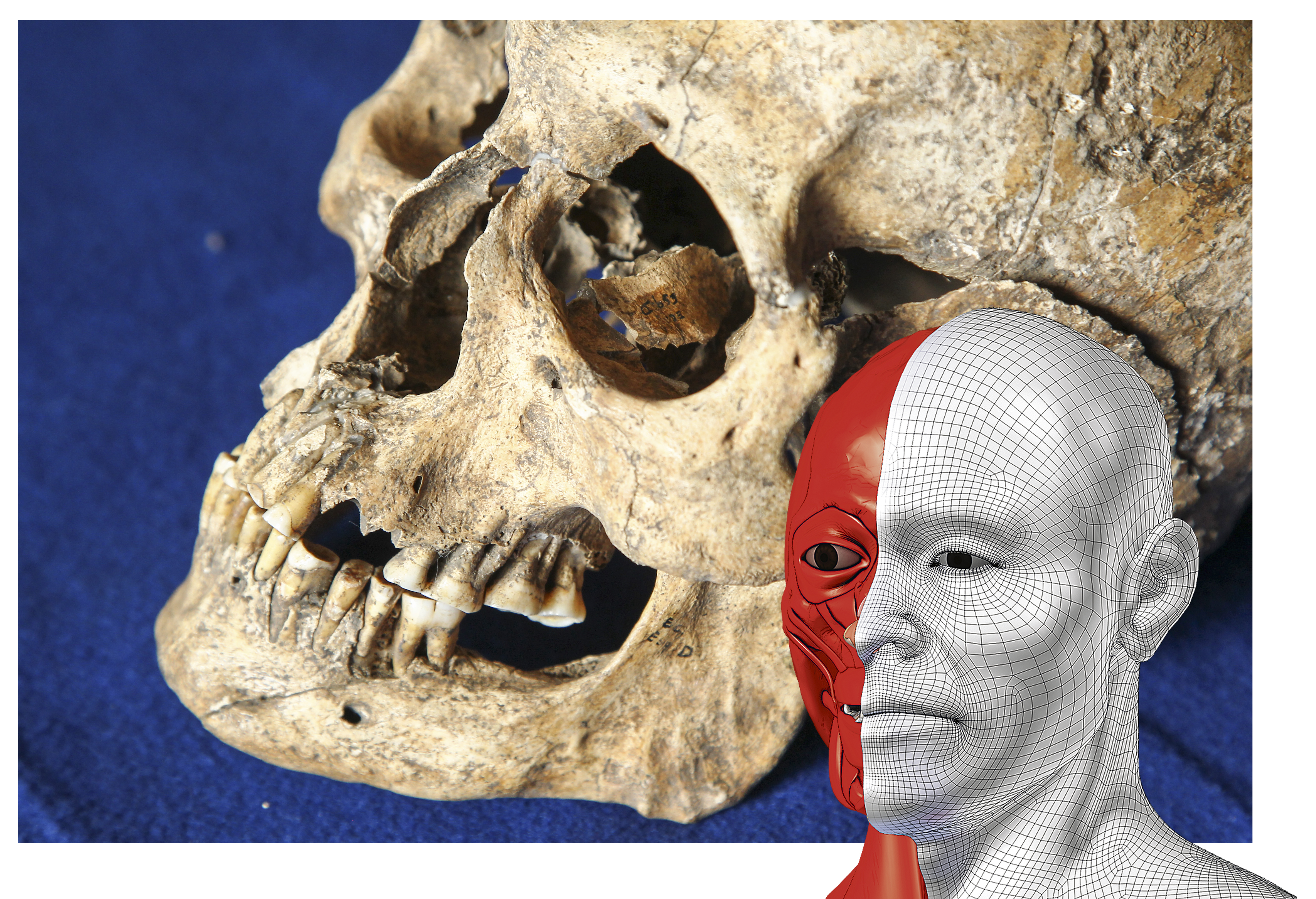 Tecnologia 3D permitirá saber como era o rosto do paranaense  de 2 mil anos cuja ossada foi encontrada em 1954. | Daniel Castellano/Gazeta do Povo