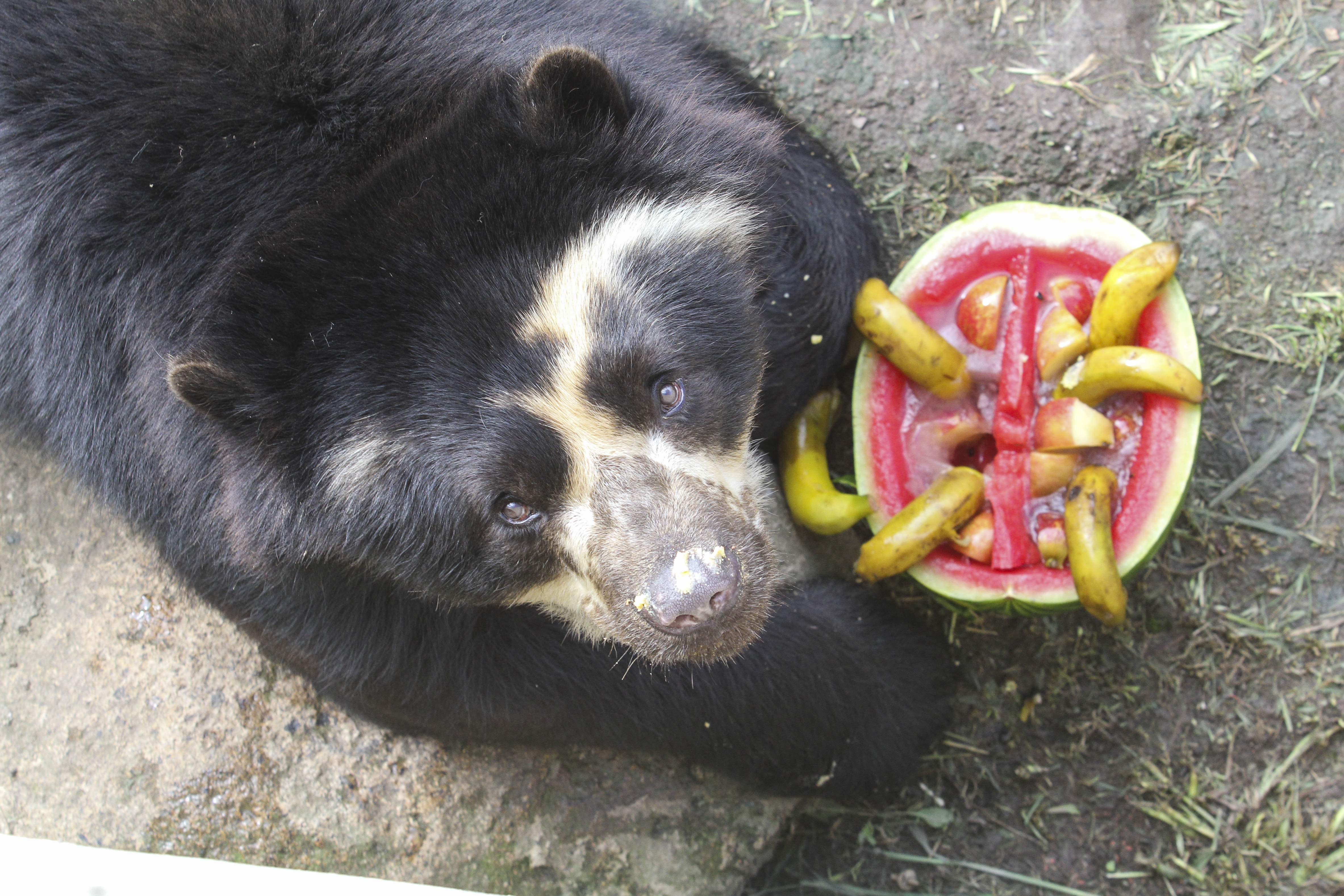Urso se refresca com frutas congeladas no Zoológico de Curitiba: sorvete improvisado ajuda a manter a temperatura corporal dos animais. | Rodrigo Felix Leal/Gazeta do Povo