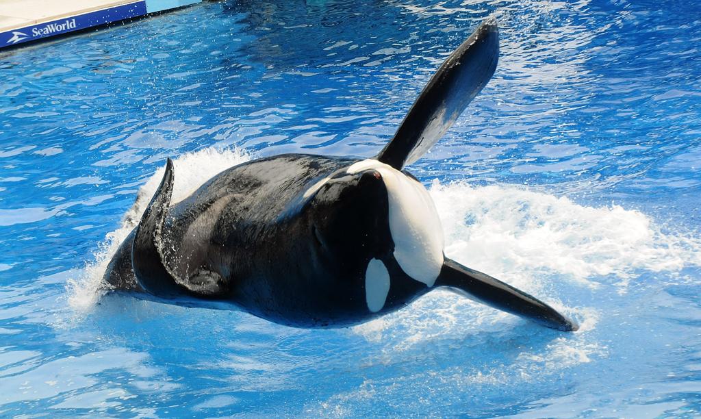Foto de arquivo da orca Tilikum, tirada em 2011 | GERARDO MORA/AFP/Arquivo