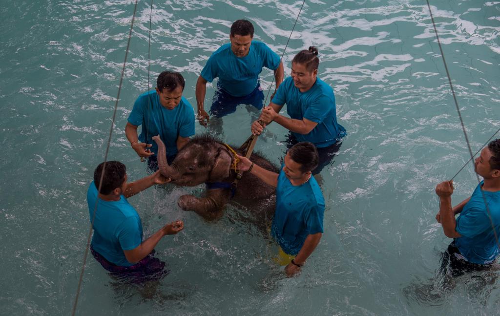 Cuidadores auxiliam a elefanta Céu Azul na reabilitação com hidroterapia na Tailândia. | ROBERTO SCHMIDT/AFP
