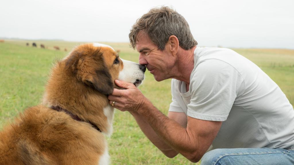 Cena do filme “Quatro Vidas de um Cachorro”, estrelado por Dennis Quaid | Divulgação/