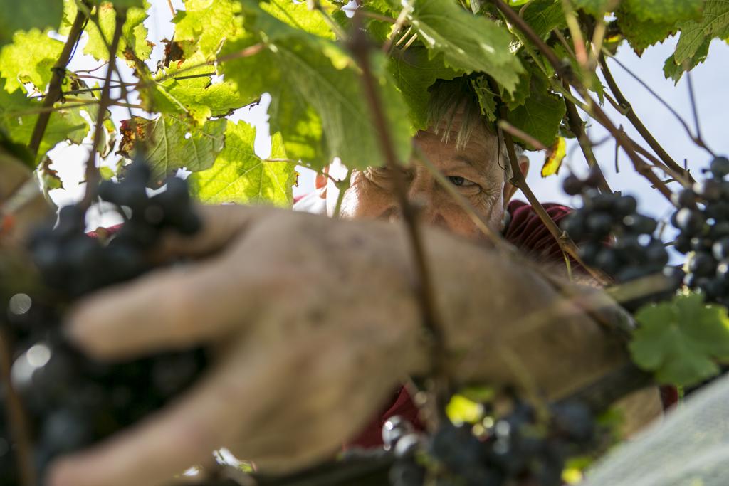 | Marcelo Andrade/Gazeta do Povo