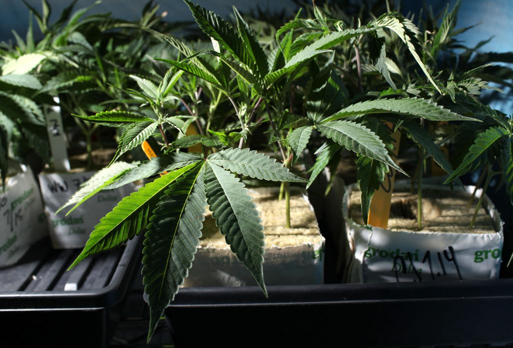 | Justin Sullivan/AFP/Arquivo