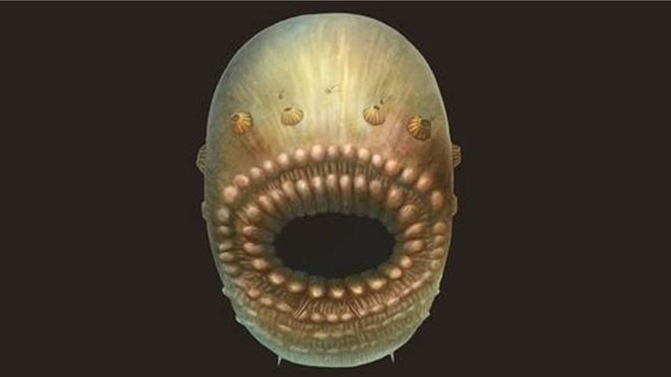 Reconstrução artística da criatura, criada com base nos fósseis encontrados | Divulgação/Cambridge University