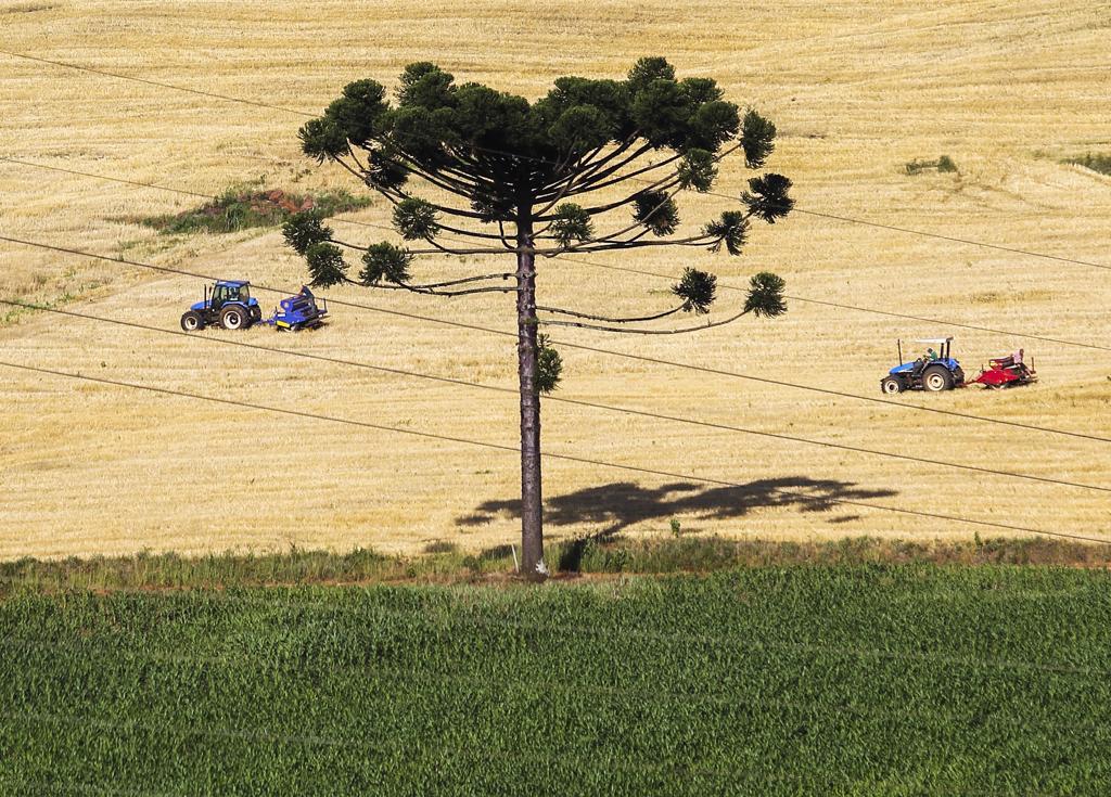  | Daniel Castellano/GAZETA