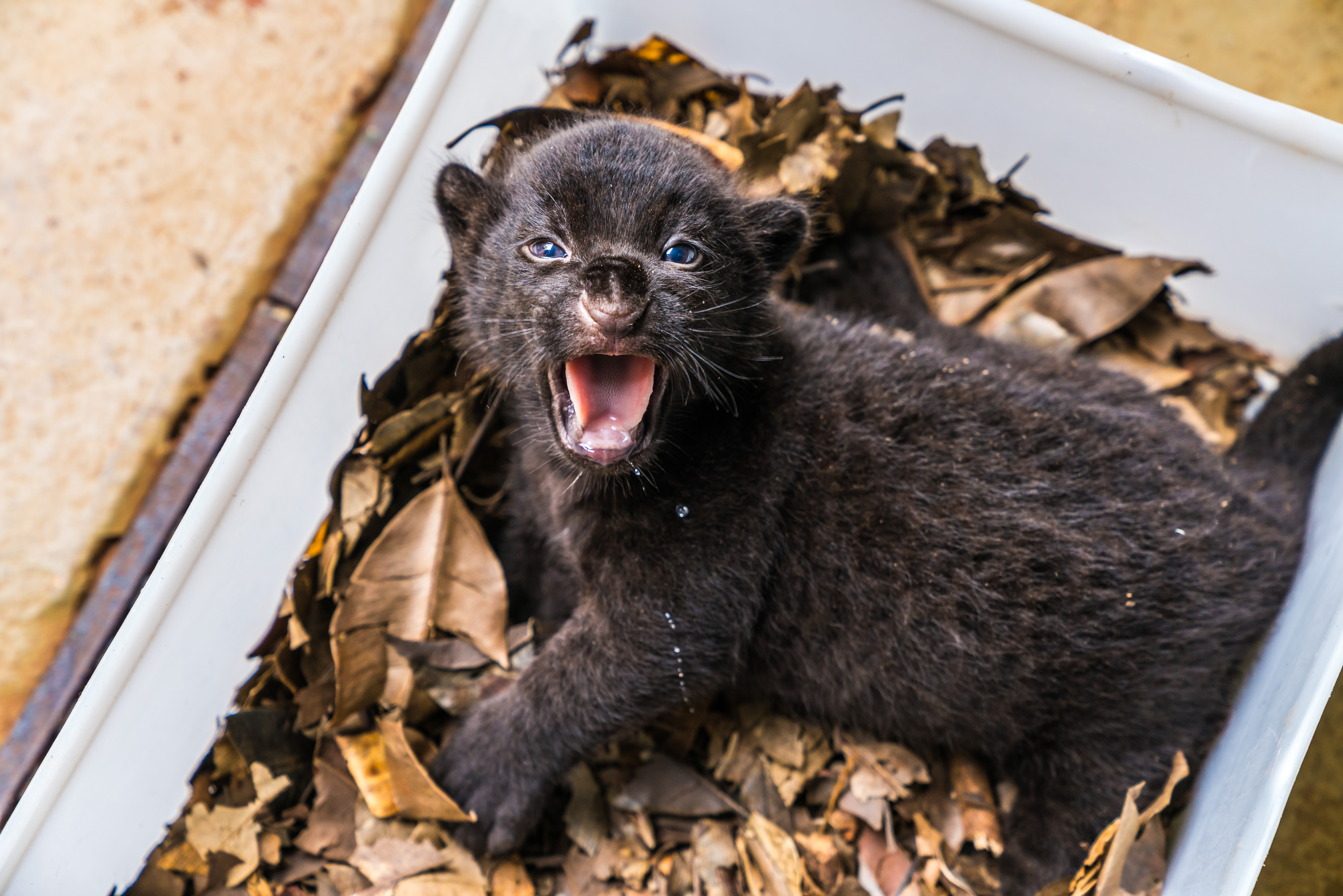 Filhote sobrevivente passa bem no Refúgio Biológico Bela Vista, em Foz do Iguaçu: animal tem pelagem escura. | Alexandre Marchetti/Itaipu Binacional