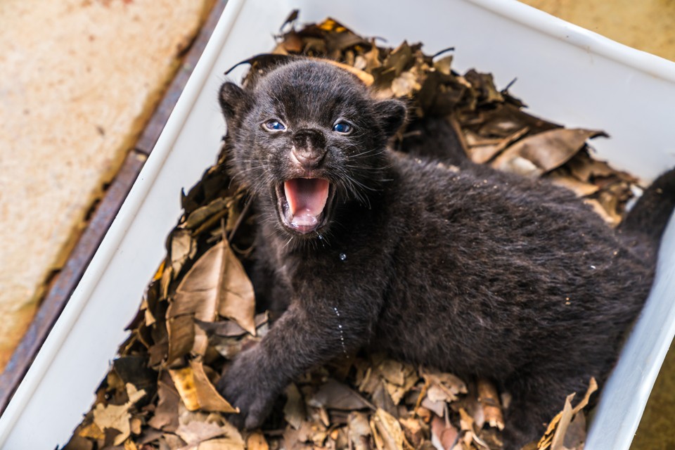 Filhote sobrevivente passa bem no Refúgio Biológico Bela Vista, em Foz do Iguaçu: animal tem pelagem escura. | Alexandre Marchetti/Itaipu Binacional
