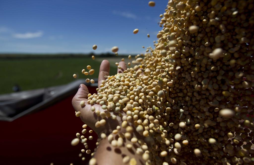 Os dados por região mostram que o Sul continua liderando o valor da produção, com R$ 155,78 bilhões. | JONATHAN CAMPOS/GAZETA DO POVO