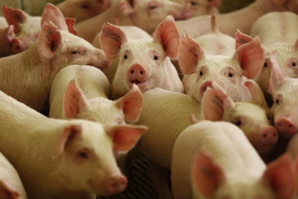 Singapura é o quarto principal destino das exportações brasileiras de carne suína, com 30,1 mil toneladas entre janeiro e novembro de 2016. | JONATHAN CAMPOS/GAZETA DO POVO