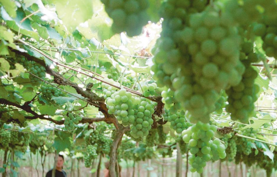 Um parreiral do circuito italiano de Colombo | Katiê Muller/Gazeta do Povo/Arquivo