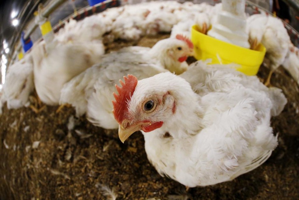 Entre os grandes players do segmento, o Brasil é o único que jamais registrou casos de Influenza em aves. | Hugo Harada/Gazeta do Povo