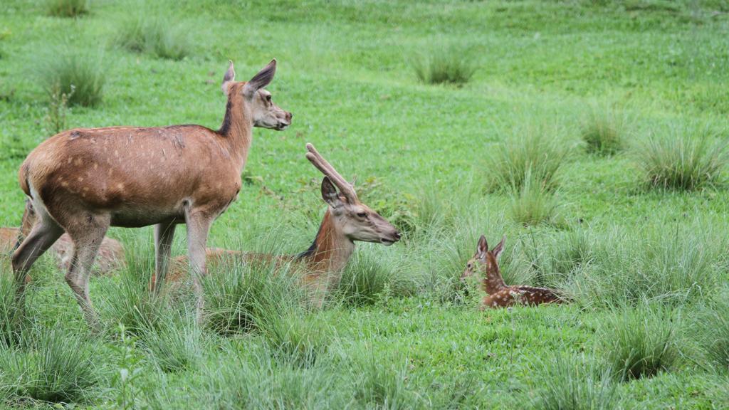 | Gerson Klaina/Tribuna do Paraná