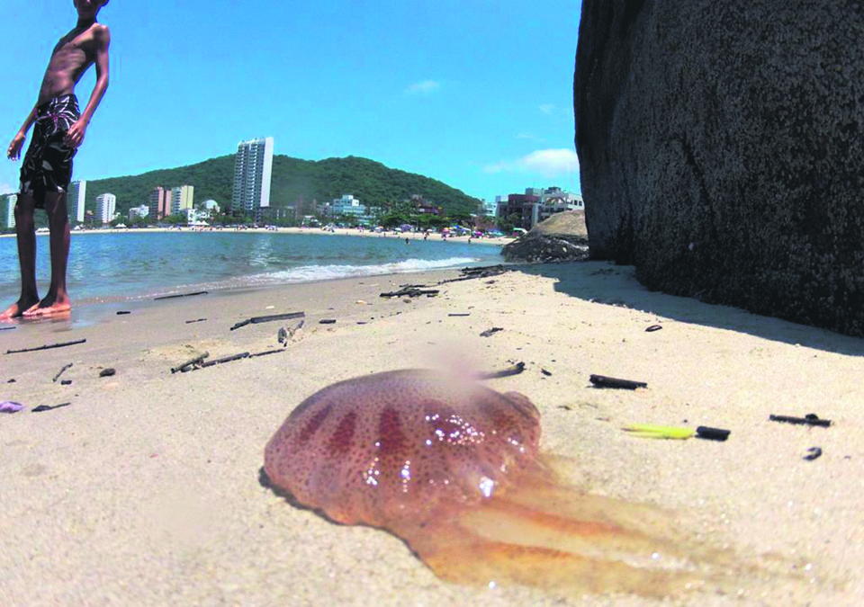  | Daniel Castellano /Gazeta do Povo