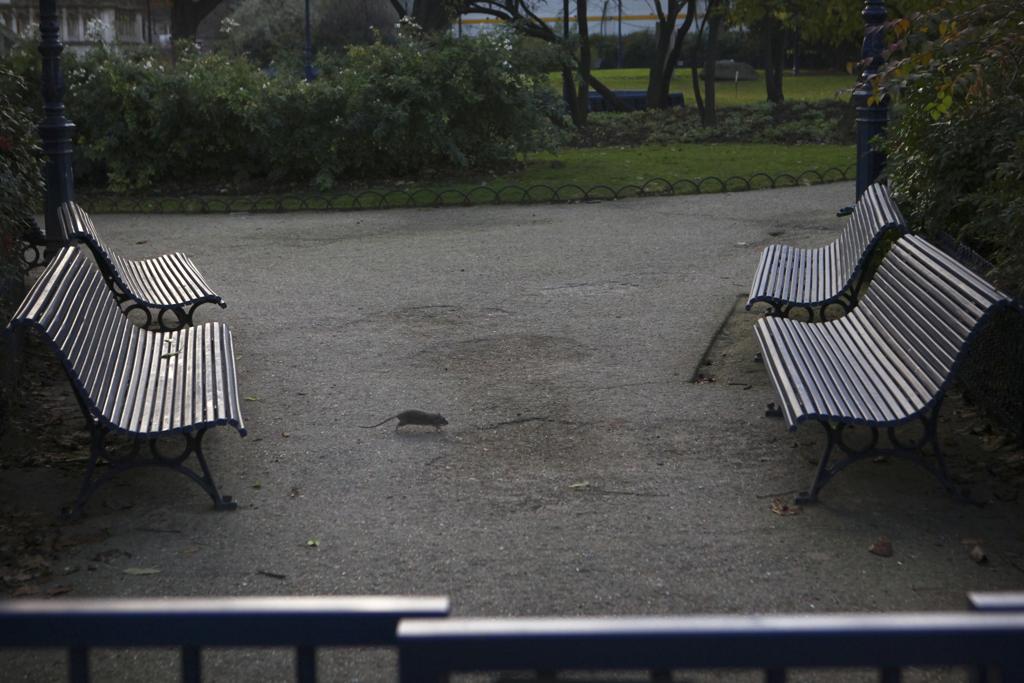 Nove parques ou áreas verdes de Paris foram fechados devido à crise dos ratos | Pierre Terdjman/New York Times