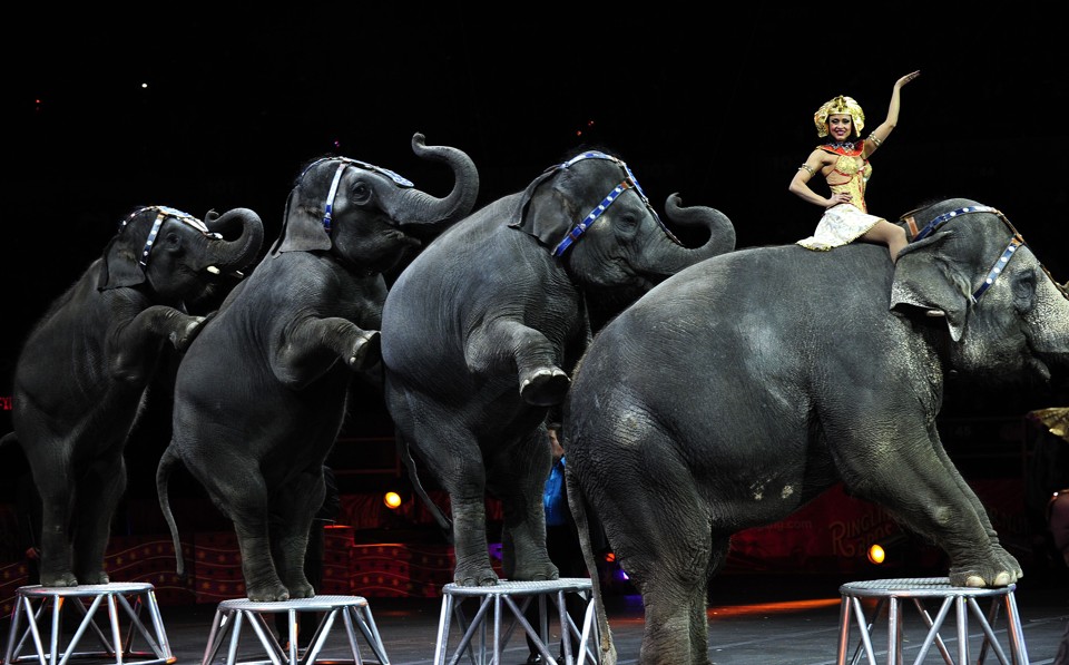 Circo Ringling Bros fecha após 146 anos Desde 2015, o maior circo do mundo não pode utilizar elefantes nos espetáculo | EMMANUEL DUNAND/AFP