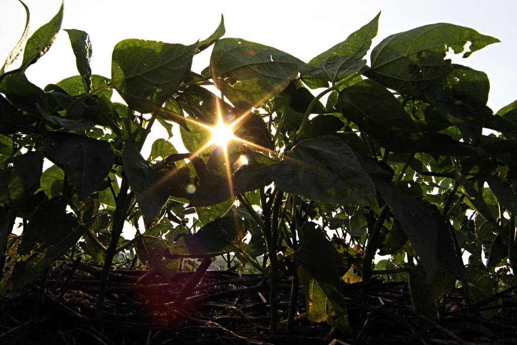 Na metade de 2016, o feijão carioca era vendido por até R$ 400,00, em algumas praças, e a saca do feijão preto era comercializado a R$ 210,00. | ALBARI ROSA/ALBARI ROSA