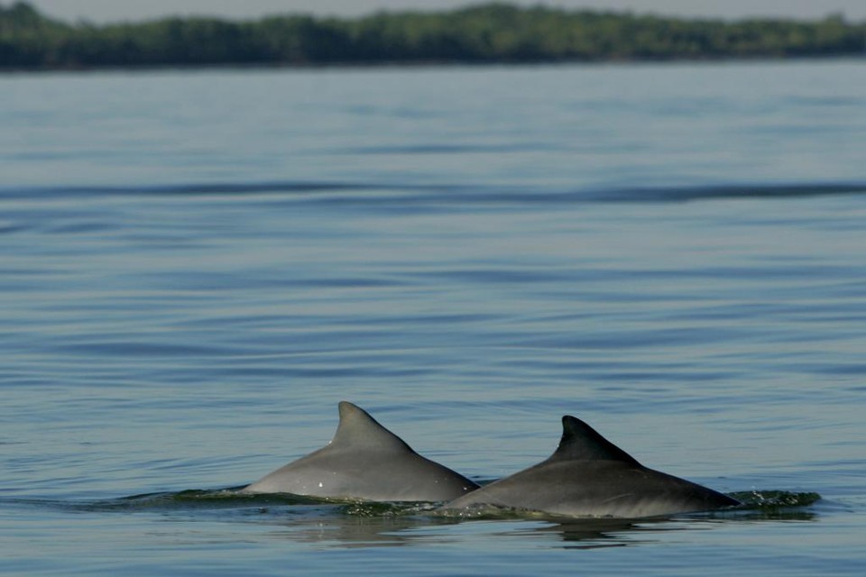 Golfinhos em Paranaguá: animais podem ser vistos de vários locais do litoral paranaense. | Antônio More / Gazeta do Povo/Antônio More / Gazeta do Povo