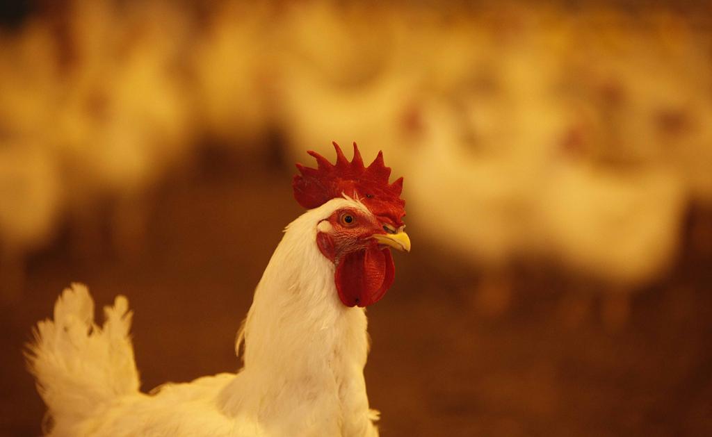 Casos de gripe aviária não param de aumentar há um mês na França. | JONATHAN CAMPOS/JONATHAN CAMPOS