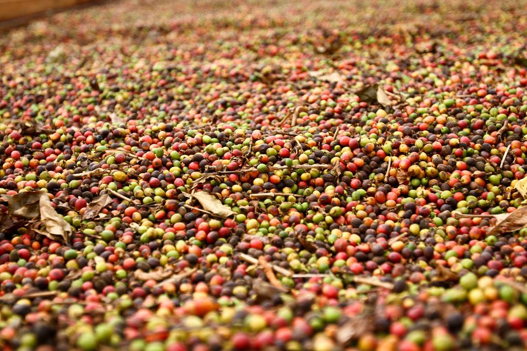 Segundo a Conab, este é um ano de baixa bienalidade para o café. | Arquivo/Gazeta do Povo