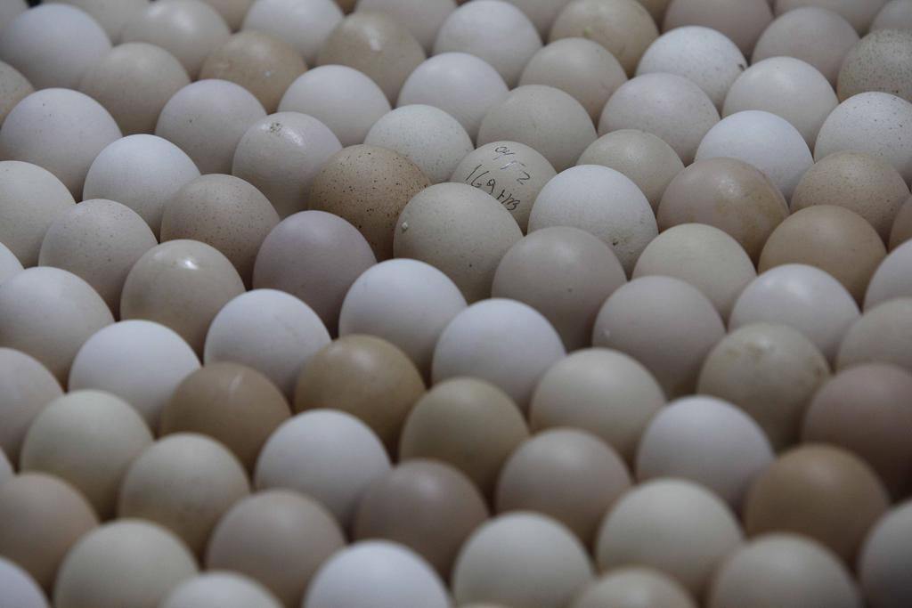 O anúncio foi feito após conversas com diversas organizações de proteção animal. | JONATHAN CAMPOS/JONATHAN CAMPOS