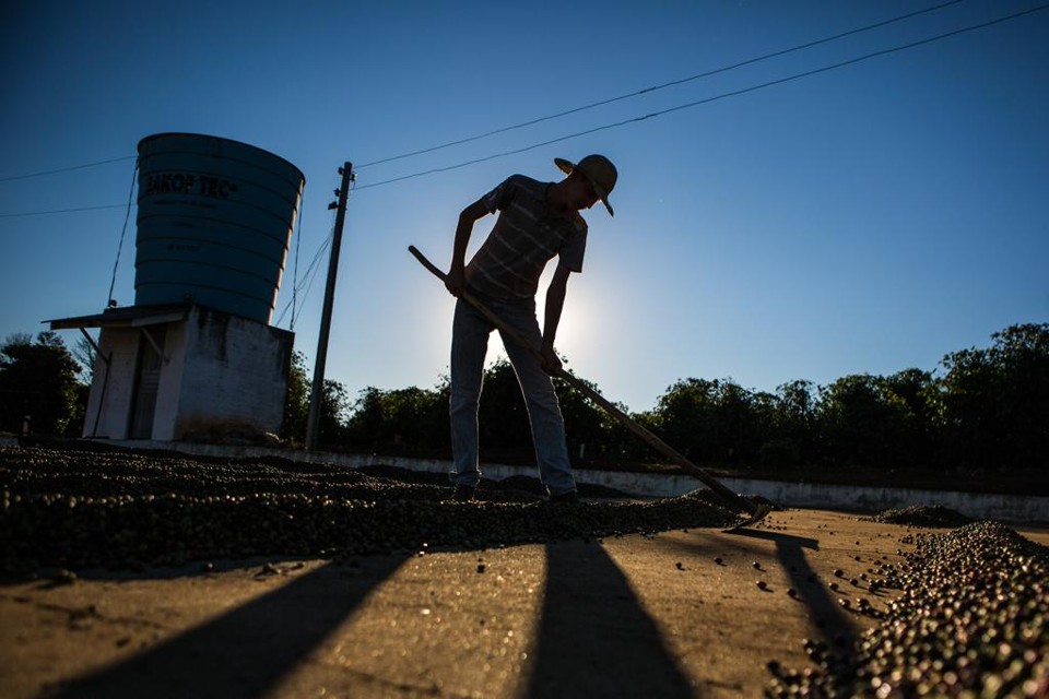 Possibilidade do Brasil importar café pela primeira vez na história divide opiniões Os estoques de robusta do Brasil, primeiro produtor e exportador mundial de café, são de 2,2 milhões de sacas de 60 kg, segundo estimativas governamentais. | BRUNNO COVELLO/Gazeta do Povo