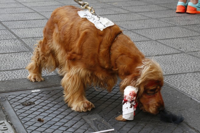 Nem os pets ficaram de fora da festa nesta Zombie Walk | Aniele Nascimento/Gazeta do Povo