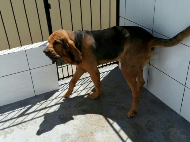 Radar pulou da viatura da PM após sentir um cheiro estranho e não foi mais encontrado. | Divulgação PM/