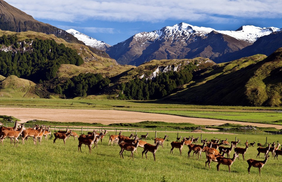 O governo neozelandês está oferecendo bolsas de estudos para mestrado, com duração de até dois anos; e pós-graduação, de até um ano, prioritariamente para candidatos com idade entre 18 e 39 anos. | Divulgação/