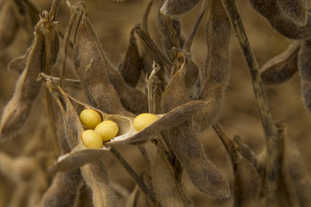 Com Chicago a US$ 9,6/bushel, como sugere o USDA, a saca de 60 quilos de soja no Brasil teria preço médio de US$ 21,17. | Hugo Harada/Gazeta do Povo