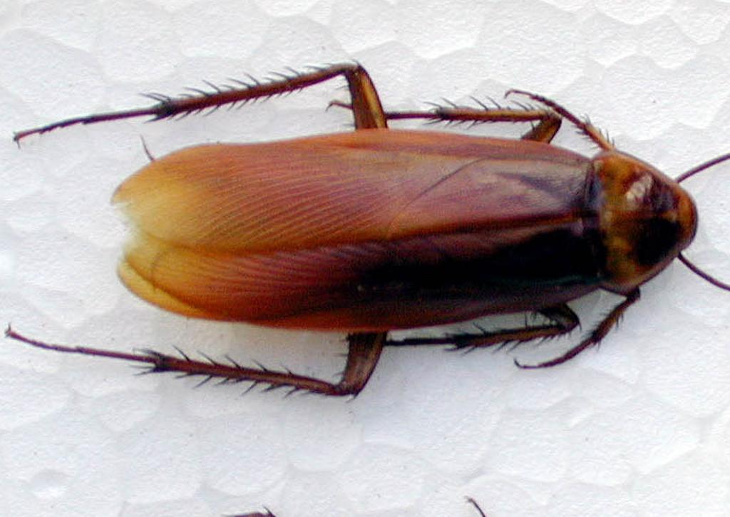 | JONATHAN CAMPOS/Gazeta do Povo