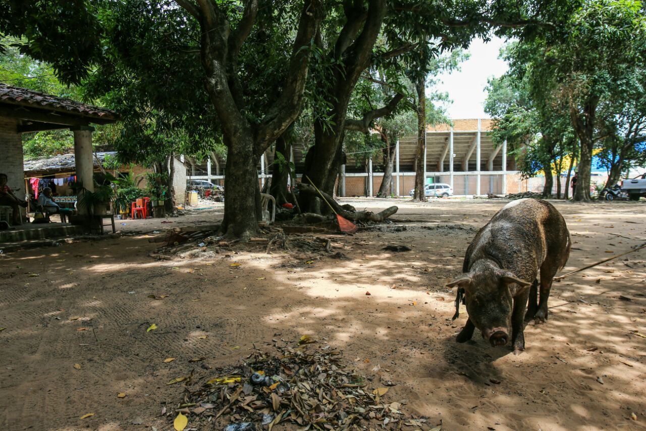 A leitoa Chancha, de quatro anos, mora ao lado do estádio. | Daniel Castellano, enviado especial/Gazeta do Povo