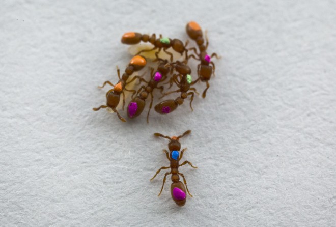 As formigas são marcadas radioativamente com uma tinta especial que permite serem monitoradas por um computador. Os pesquisadores identificaram comportamentos diferentes nas formigas que as levam a agir como enfermeiras, rainhas e policiais. | Beatrice de Gea/NYT