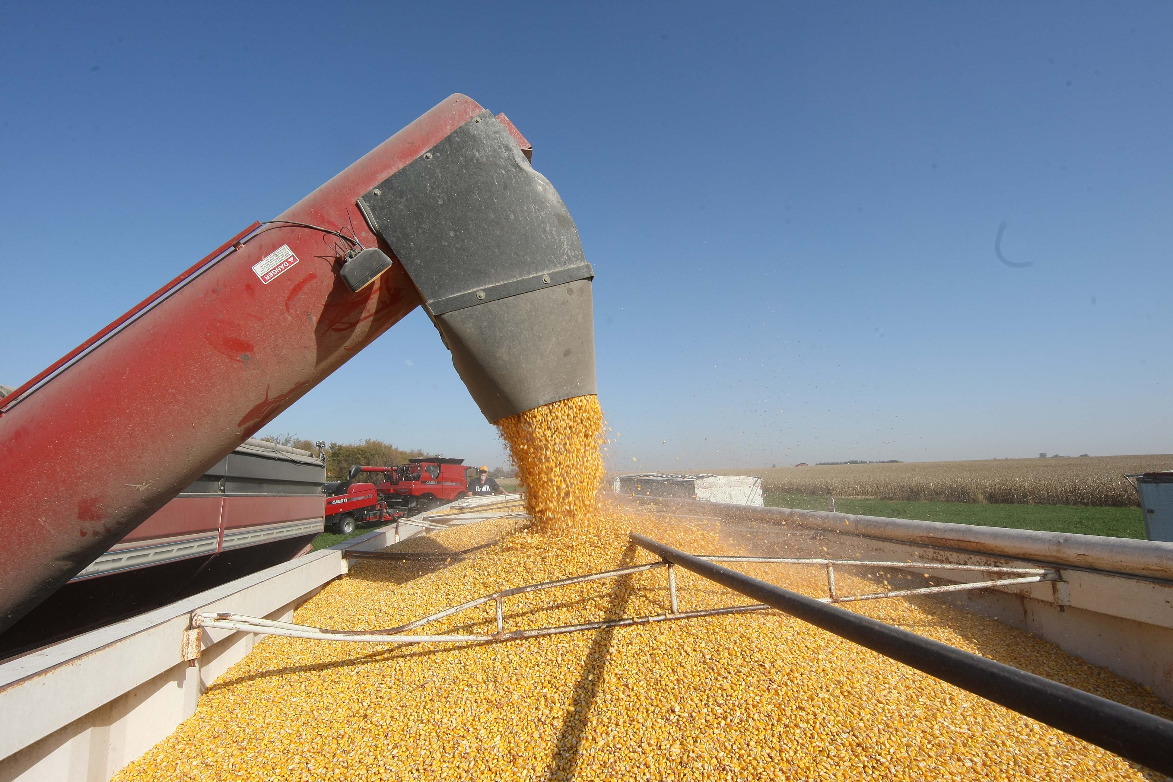 O milho deve registrar um dos maiores crescimentos no VBP; 33%. | Arquivo/Gazeta do Povo