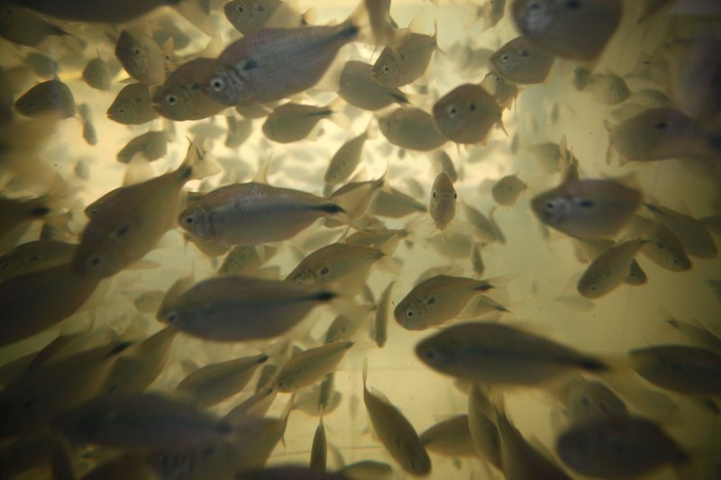 Cerca de 30 auditores agropecuários e agentes de inspeção, do Ministério da Agricultura, farão coletas de produtos da pesca e aquicultura nas redes de supermercados, para investigar se há ou não fraude de espécies comercializadas. | Arquivo/Gazeta do Povo