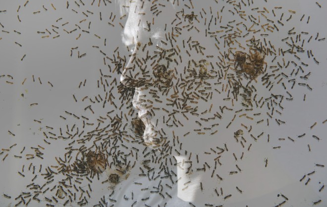 A imagem do pesquisador Daniel Kronauer é refletida no vidro que protege um de seus formigueiros que servem de objeto de estudo na Universidade Rockefeller. | Beatrice de Gea/NYT