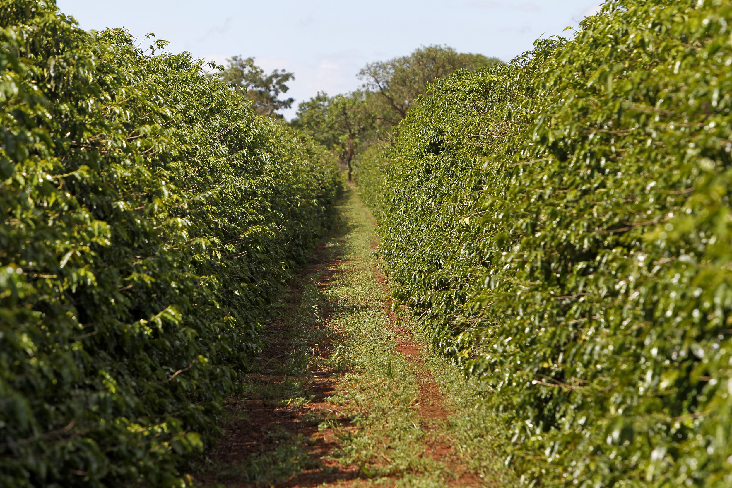 A aplicação de recursos de crédito do Funcafé, até dezembro de 2016, foi de R$ 2,6 bilhões nas oito linhas de financiamento. | Antônio More /
Gazeta do Povo