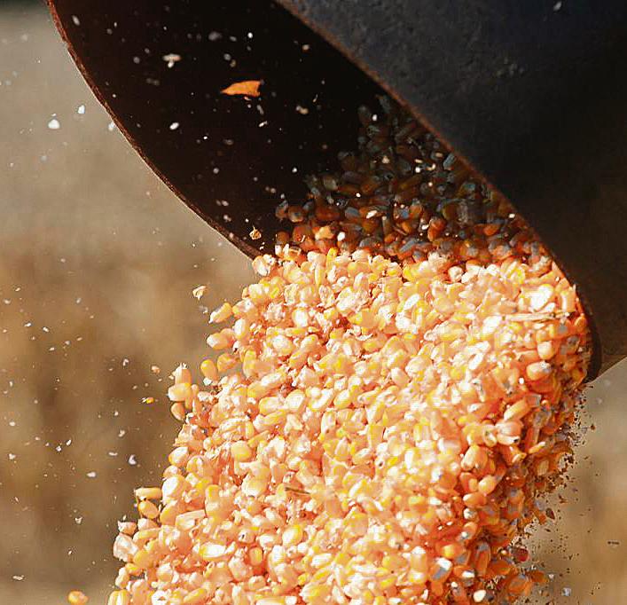 Preocupação: com uma safra cheia, os preços podem cair mais. | DIRCEU PORTUGAL/Gazeta do Povo