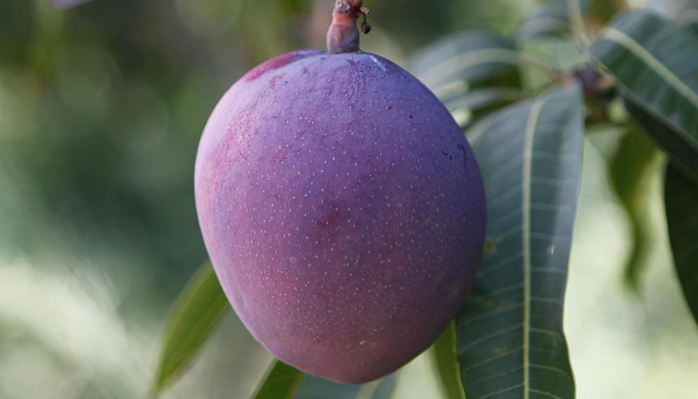 | Jonathan Campos/Gazeta do Povo